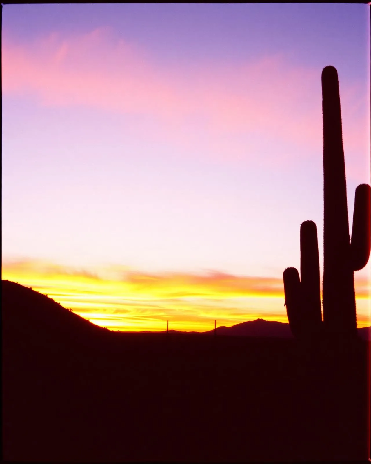 Saguaro silhouettes against a desert sunset